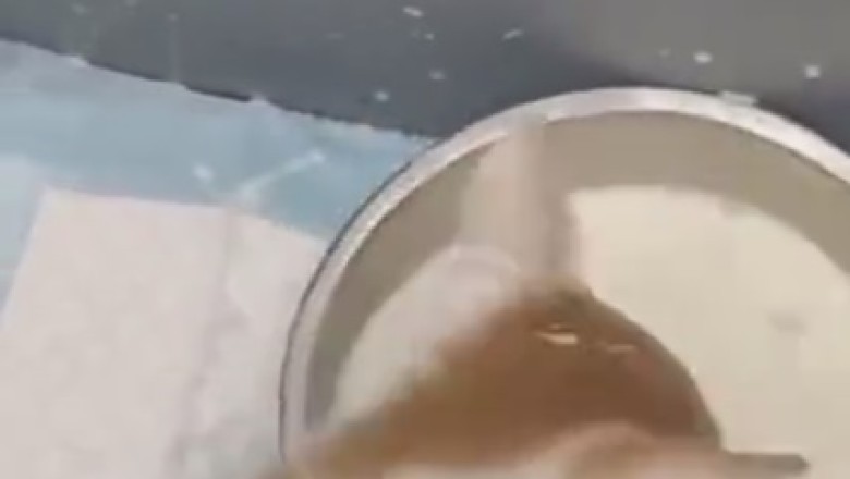 Double Trouble: Watch Two Adorable Kittens Cause a Milk-Spillage Fiasco!