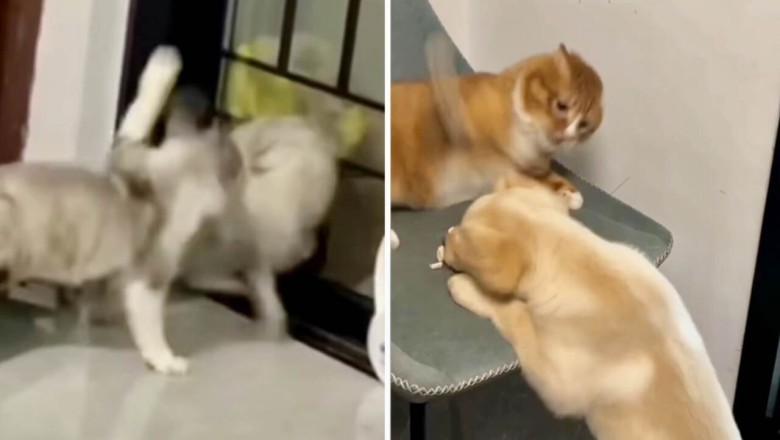 Feisty Feline Frenzy: Watch Quarrelsome Cats Bring Laughter and Entertainment to the Internet!