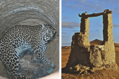 Jaguar's Shocking Rejection Leaves Rescuers Stunned - The Unbelievable Reason Unveiled!