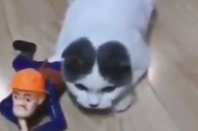 Laser Showdown: When a Mischievous Cat Takes on a Game Hunter - Who Will Prevail?