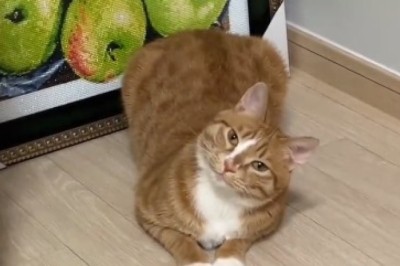 Meow or Never: Hilarious Cat Reveals its Purr-sona in Adorable Owner Q&A Session!