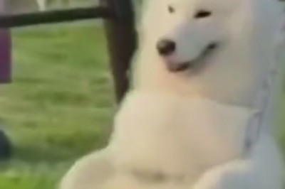 Pawsitively Hilarious: Clumsy Pet Bloopers That Will Leave You Howling with Laughter!