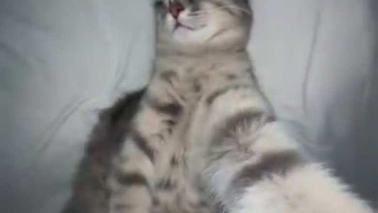 Purr-fect Selfie Skills: Watch This Clever Cat Master the Art of Self-Portrait