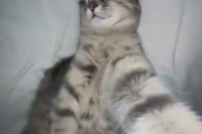 Purr-fect Selfie Skills: Watch This Clever Cat Master the Art of Self-Portrait