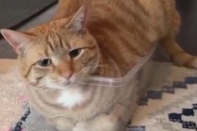 Purr-fectly Suited: Watch This Feline Fashionista Strut in a Cat-tastic Suit!