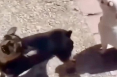 Quirky Canine Comedy: Viral Video of Bilingual Dogs 'Clucking' Leaves Internet in Stitches!