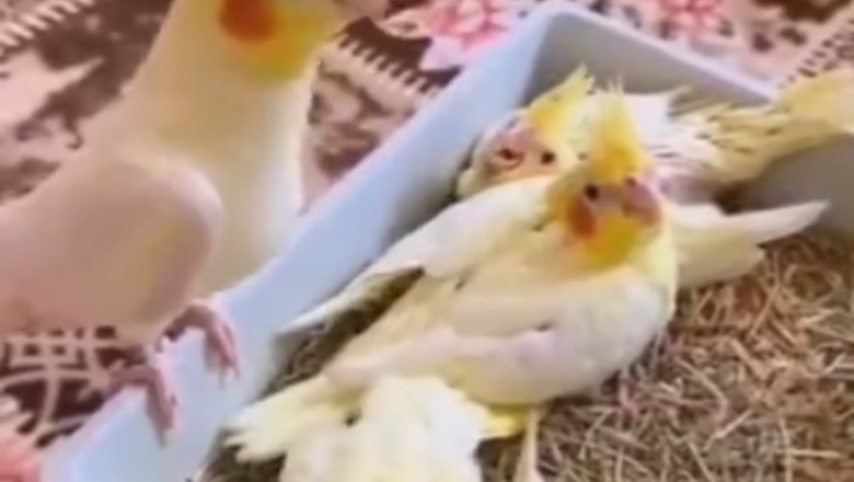Talk Birdy to Me: Parrot Teaches Baby Parrot the Art of Mimicking Sounds!