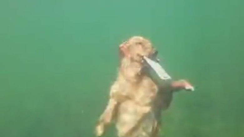 Woofy the Water Explorer: Dive into Laughter as This Dog Retrieves a Surprise Letter!