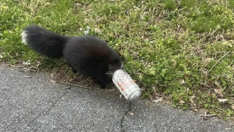 Surprise Skunk Encounter: From Cat Rescue Mishap to Motherly Reunion Reveals Nature's Sweet Secret!