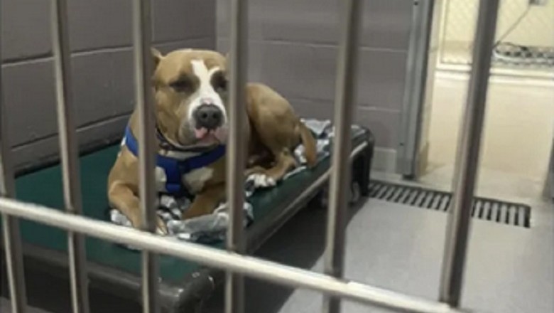 Unbreakable Spirit: The Heart-Wrenching Journey of Biggie, the Shelter Dog Seeking Love and Acceptance!