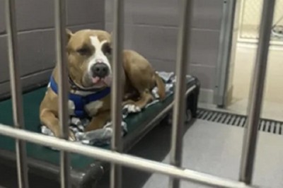 Unbreakable Spirit: The Heart-Wrenching Journey of Biggie, the Shelter Dog Seeking Love and Acceptance!