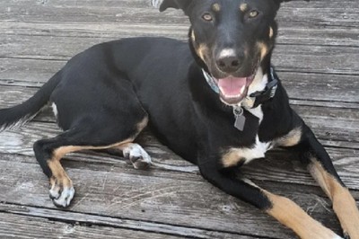 Unexpected Love Story: From Small Dog Dreams to Embracing a Giant Companion - A Heartwarming Journey of Unforeseen Bonds!