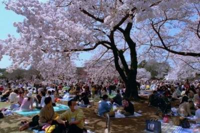 Unveiling the Surprising Truth Behind Why 60% of Japanese Workers Now Detest Cherry Blossom Viewing!
