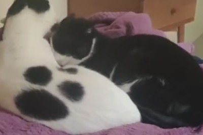 Cat-tastic Comedy Duo: Watch These Two Beautiful Cats in Hilarious Hijinks!