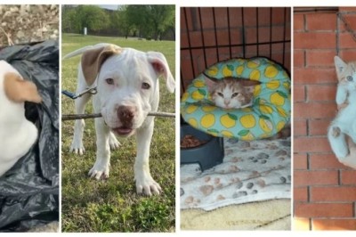 From Neglect to Nirvana: 17 Heartwarming Animal Transformations That Will Melt Your Heart