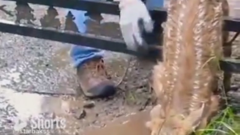 Heroic Encounter: Watch How a Man Saves a Tiny Deer in a Heartwarming Rescue!