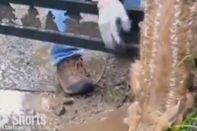 Heroic Encounter: Watch How a Man Saves a Tiny Deer in a Heartwarming Rescue!