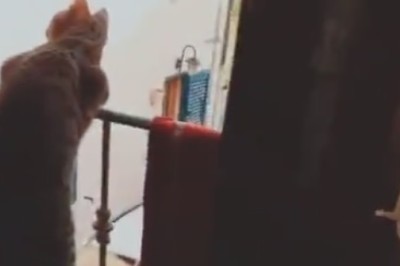 Hilarious Cat Shenanigans: Watch This Adorable Feline's Comedy Routine Unfold!