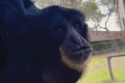 Hilarious Hijinks: Gibbon Goes Wild in this Side-Splitting Primate Parody!
