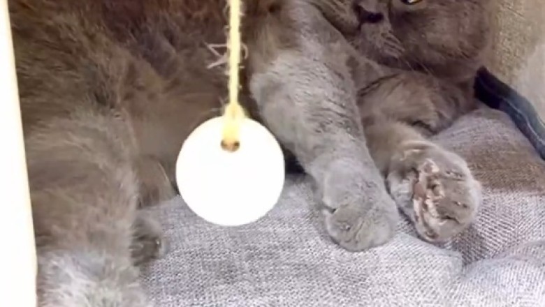 Mesmerizing Cat Nap: Watch a Sleepy Kitty Hypnotize You with Cuteness!