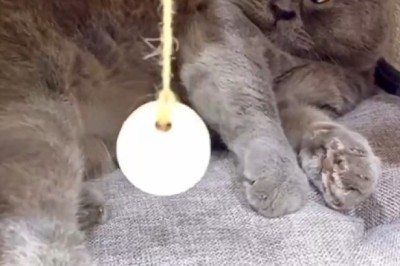 Mesmerizing Cat Nap: Watch a Sleepy Kitty Hypnotize You with Cuteness!