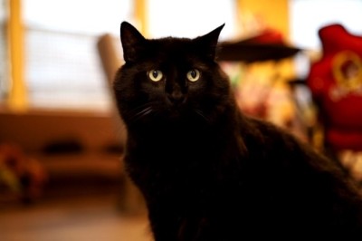 Unmasking Your Cat's Pet Peeves: Keys to a Happy Feline Friendship