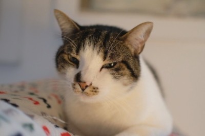 Unveiling the Mystical Powers of Cats: How They Sense the Unseen