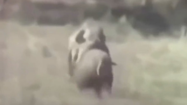 Watch this Hilarious Showdown: Monkey Races Motorcycle Through Forest!