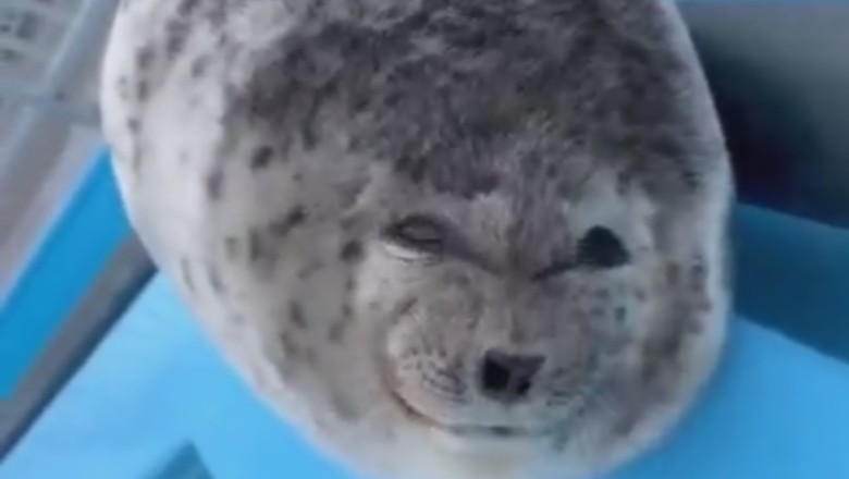 You Can't Handle the Cuteness! Aquatic Animal Cracks Up in Hilarious Video!