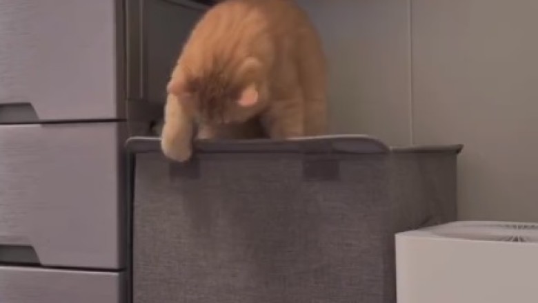 Cat-astrophe Alert! Hilarious Moment When a Curious Cat Falls for a Trap!