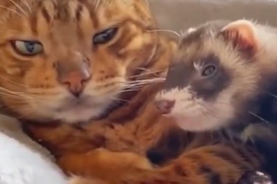 Hilarious Compilation of Pets Acting Silly! You Won't Stop Laughing