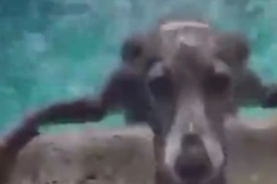 Pawsitively Aquatic: Doggie Dash Champ Makes a Splash in Speedy Swim Showdown!