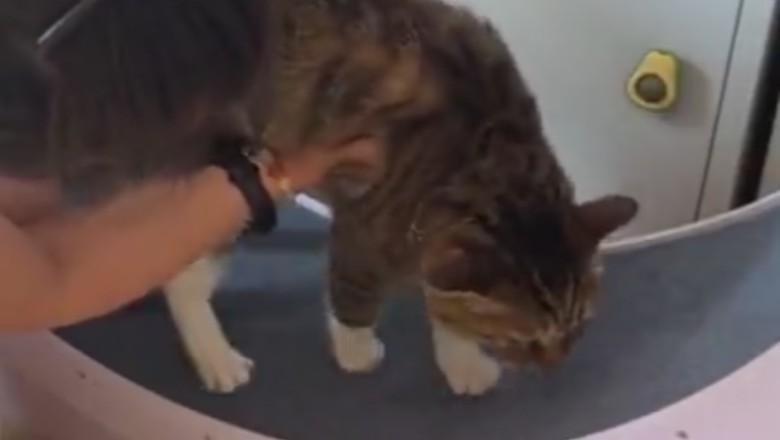 Purr-fect Recovery: Cat's Hilarious Journey From 'Meow'-sery to Meow-velous!