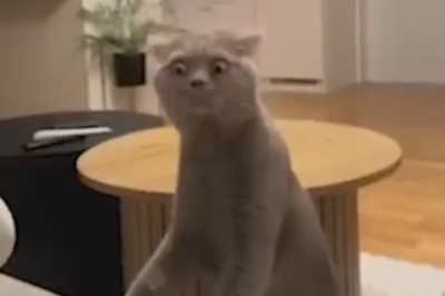 ROFL Alert! Ridiculously Funny Pets Caught in Hilarious Shenanigans!