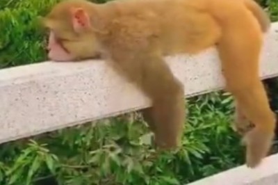 This Monkey's Swinging Skills Will Make Your Jaw Drop