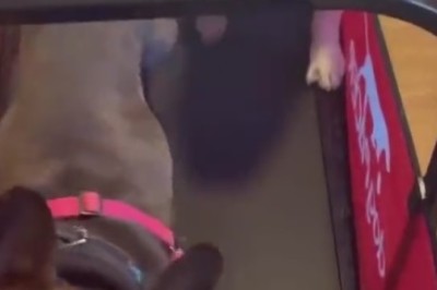 Watch These Two Adorable Pups Crush Their Paw-some Fitness Routine!