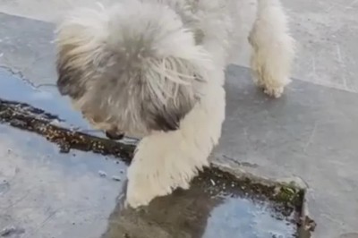 Fluffy Dog's Hilarious Encounter with Reflection Leaves Internet in Stitches!