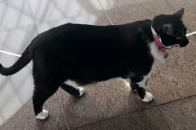 From Shelter to Stardom: Meet Cristal, the Shopping Center's Feline Mascot!