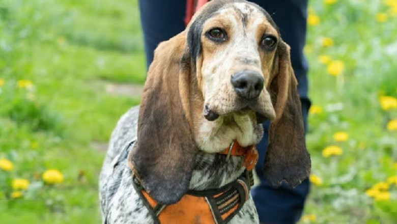 Heartwarming Tale of Joyeux: From Shelter Pup to Happily Ever After