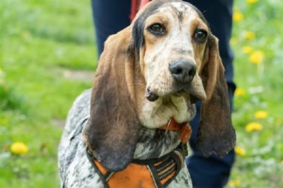 Heartwarming Tale of Joyeux: From Shelter Pup to Happily Ever After