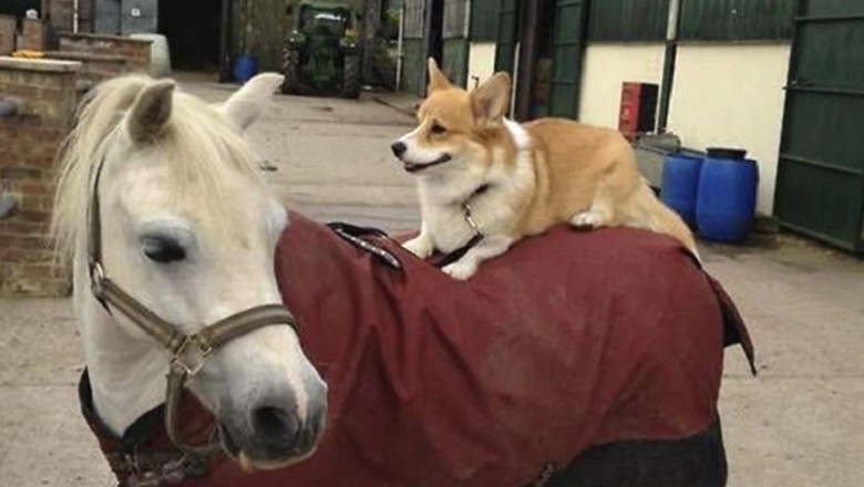 Unlikely Duo: Corgi Takes Pony for a Ride on Missouri Farm