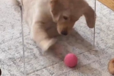 Ballin' Beagle: Watch This Adorable Doggo Take Playtime to the Next Level!
