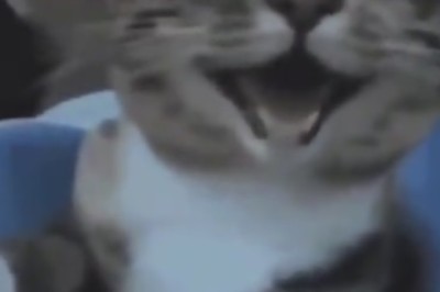 Cat-tastic Comedy: Get Ready to LOL with the Hilarious Antics of This Purr-fectly Funny Feline!