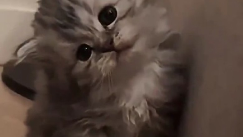 Cuteness Overload: Adorable Kittens Melting Hearts Everywhere!