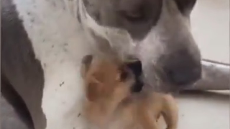 Double Trouble: Big Dog, Small Dog - Comedy Gold Collide!