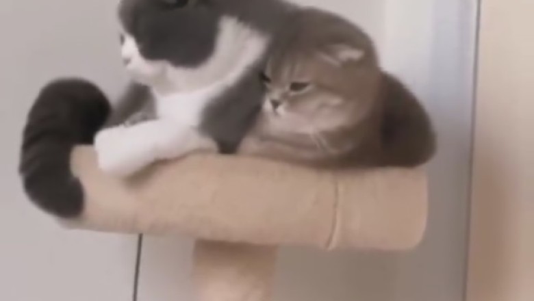 Double Trouble: Hilarious antics of two mischievous cats!