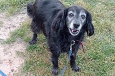 Heartwarming Tale of Toby: Resilience in the Face of Abuse and the Search for a Loving Home