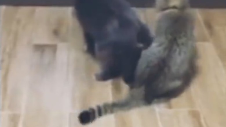 Laugh 'Til You Snort: Funny Pets Compilation Will Have You in Stitches!