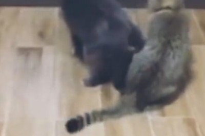 Laugh 'Til You Snort: Funny Pets Compilation Will Have You in Stitches!