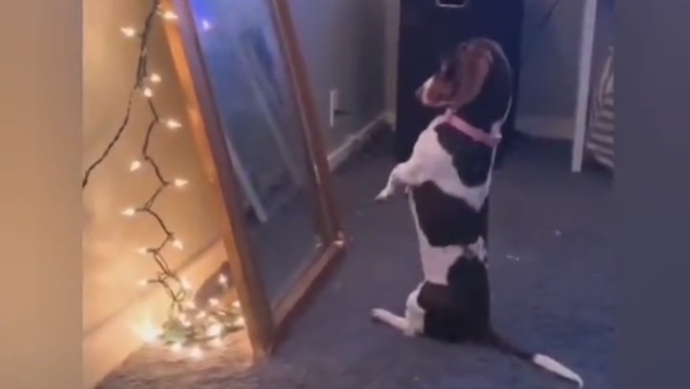 Mirror, Mirror on the Wall, Who's the Fluffiest of Them All? Dog's Hilarious Reflection Revelations!